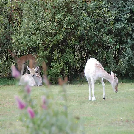 Soren Lassens Vaenge Denm Hébergement de vacances Blåvand